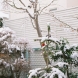 「東京　2012 jan.」2012年　　　　  2012jan.東京の雪