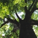 大樹の幹と空間を支配する枝振りは、リズムを奏でる新緑と見事な競演