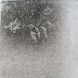 「ガーベラとスプレー菊」41×29.5㎝水性木版