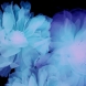 青い花　ボタン　2014年