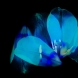 青い花　チューリップ　2014年